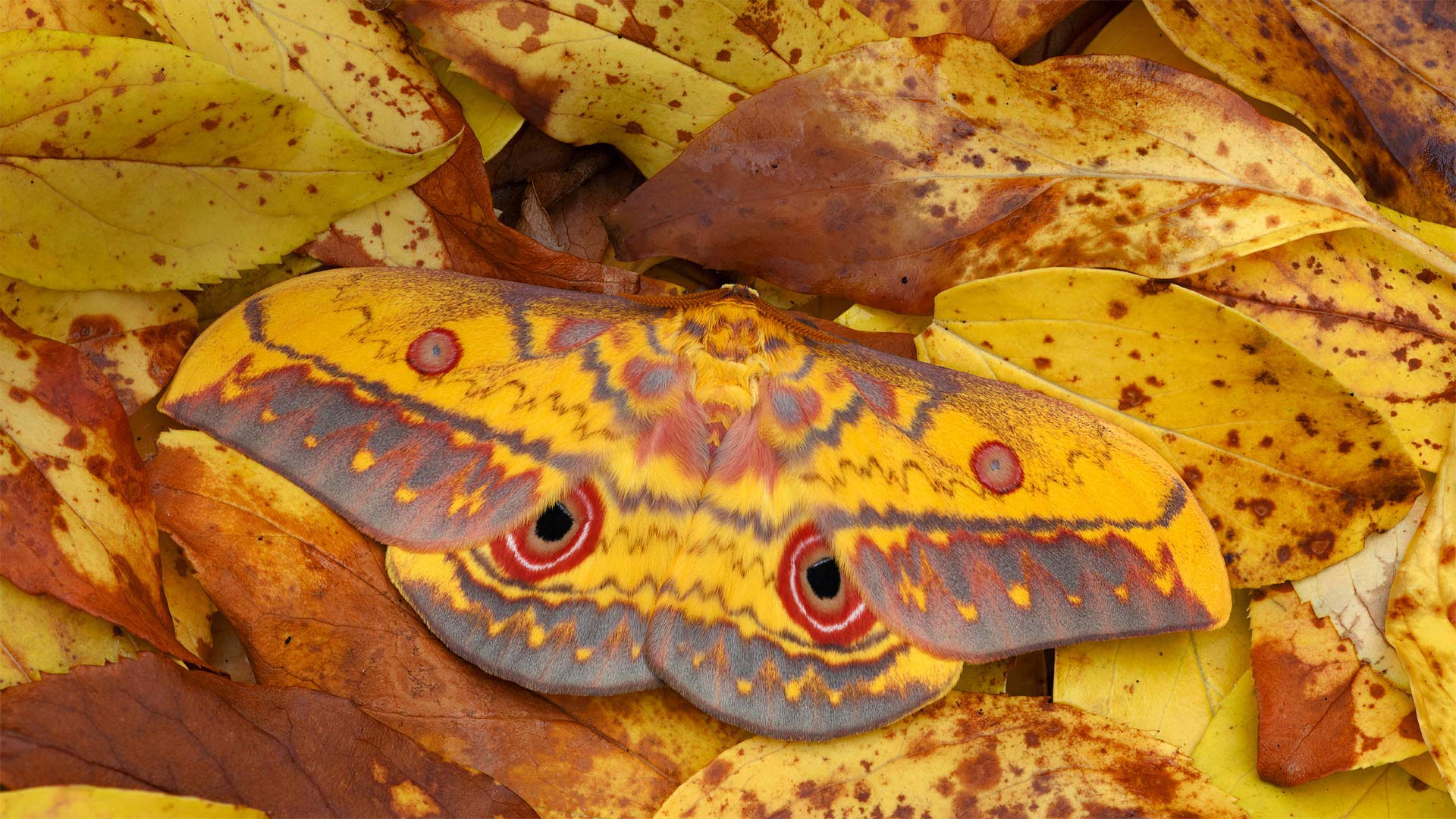 A saturniid moth in Mole National Park in Larabanga, Ghana (© Robert Thompson/Minden Pictures)(Bing United Kingdom)
