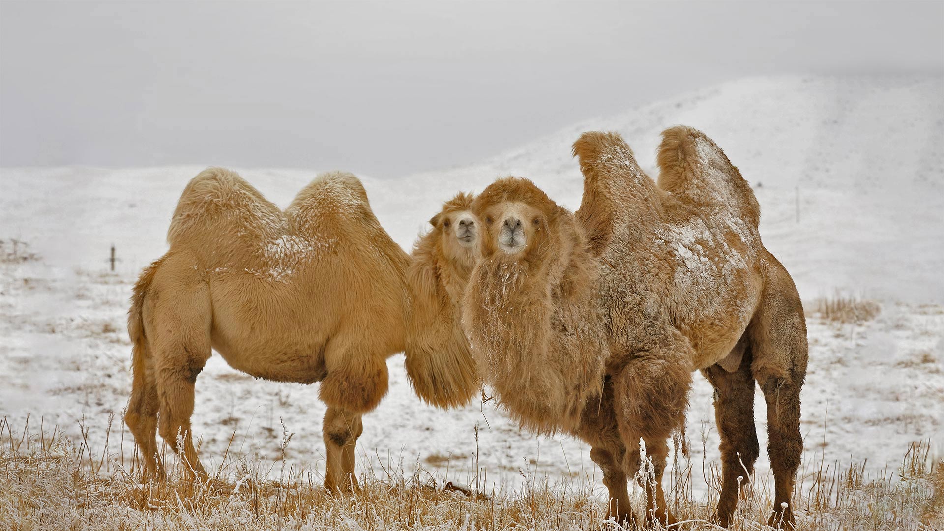 Trampeltiere (© Nurlan Kulcha/Alamy)(Bing Deutschland)