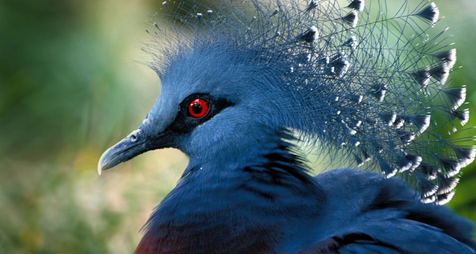 Western Crowned Pigeon -- Mark Newman/Photolibrary &copy; (Bing United Kingdom)