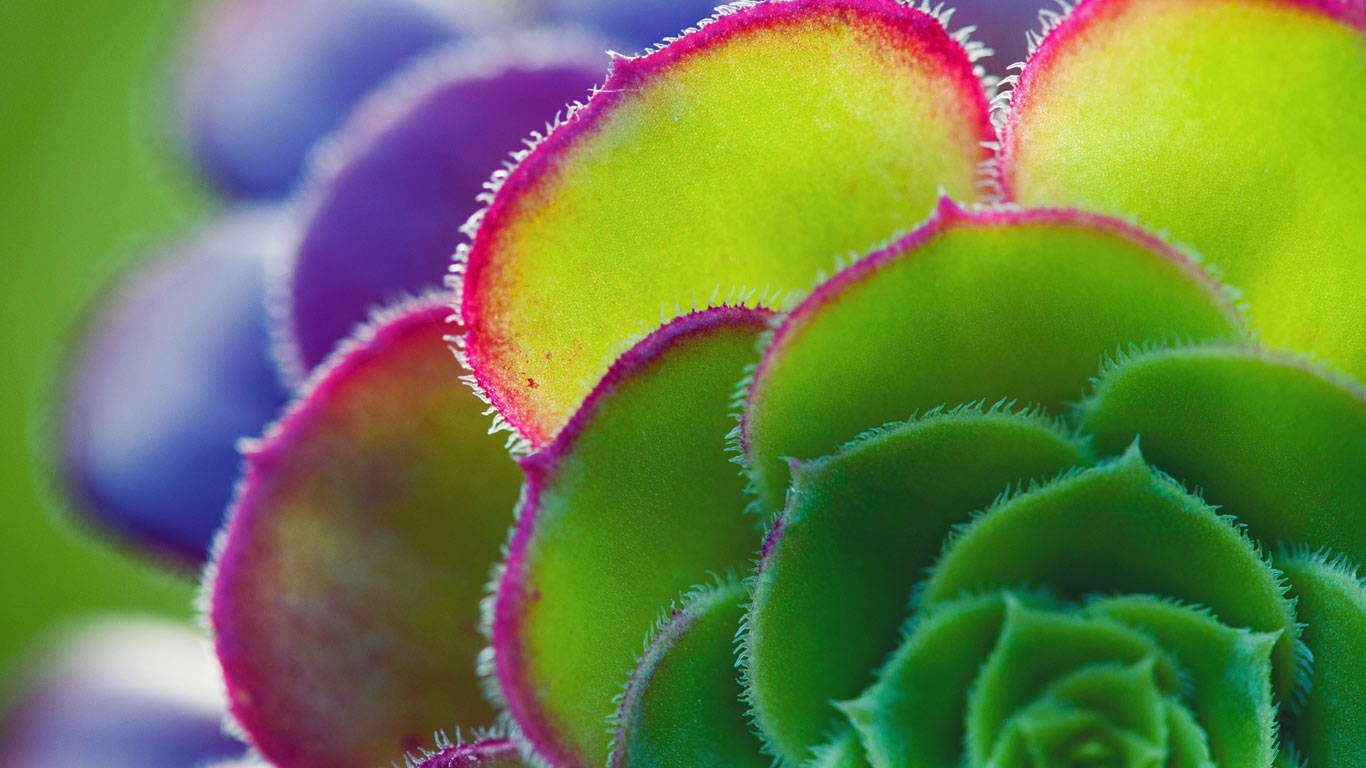 Aeonium leaf detail (© Tim Gainey/Alamy)(Bing United Kingdom)