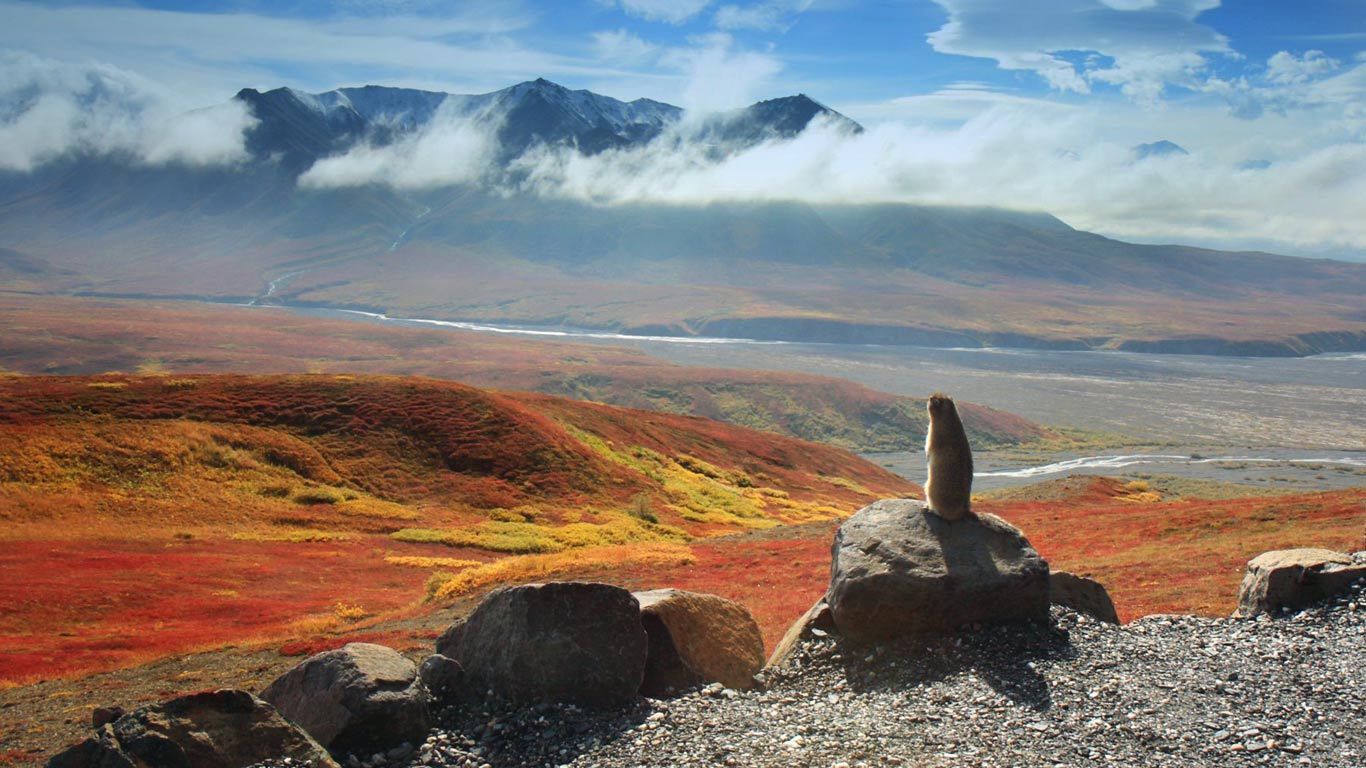 Arctic ground squirrel, Denali National Park and Preserve, Alaska (© Ning Liu)(Bing Canada)