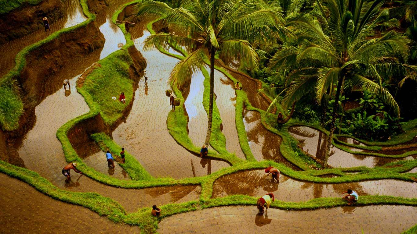 Workers in terraced rice fields, Bali, Indonesia (© Denis Waugh/Getty Images)(Bing United Kingdom)