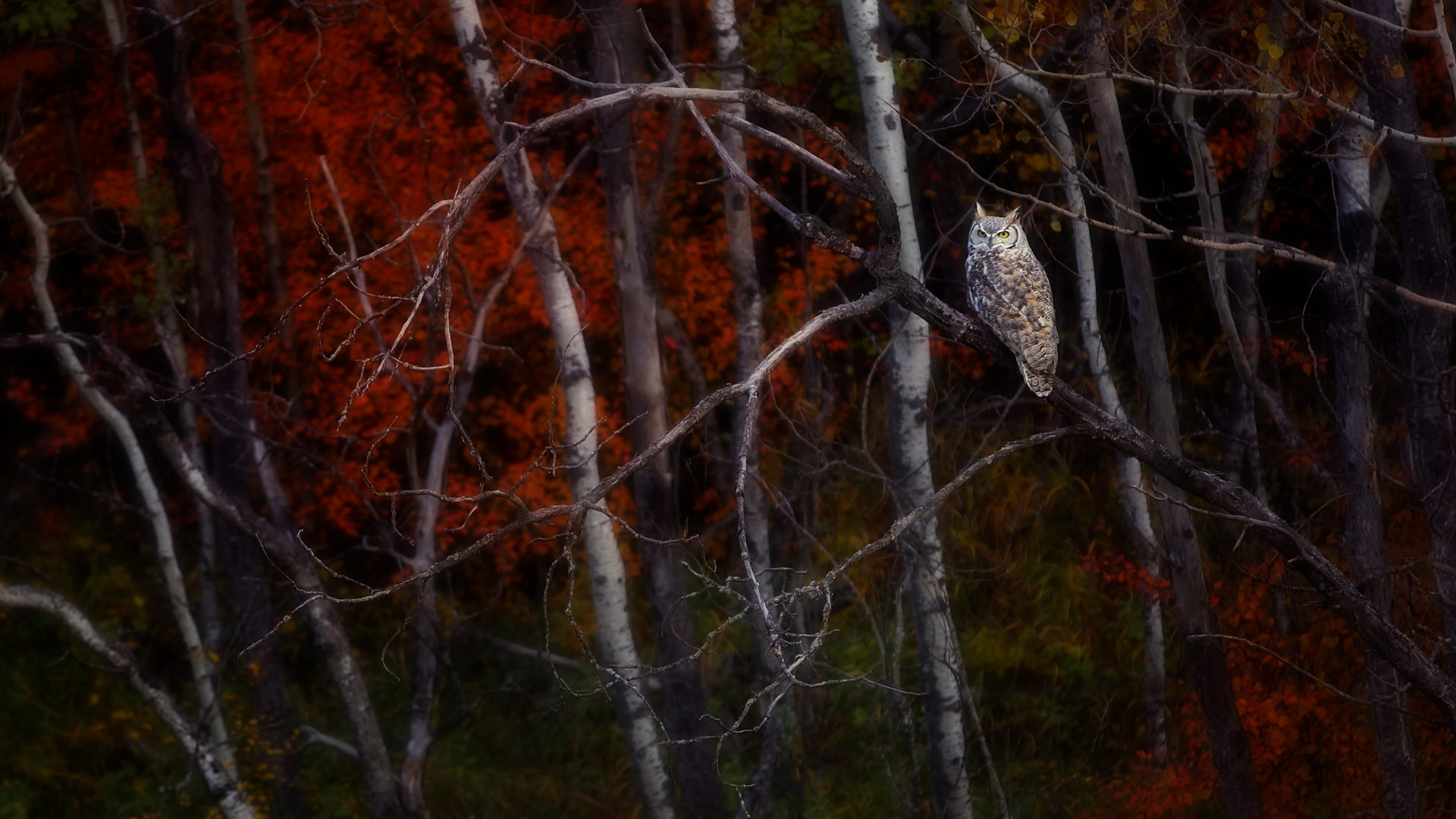 Great Horned Owl sitting on an Aspen tree, Alberta, Canada (© Ambre Haller/Getty Images)(Bing United Kingdom)