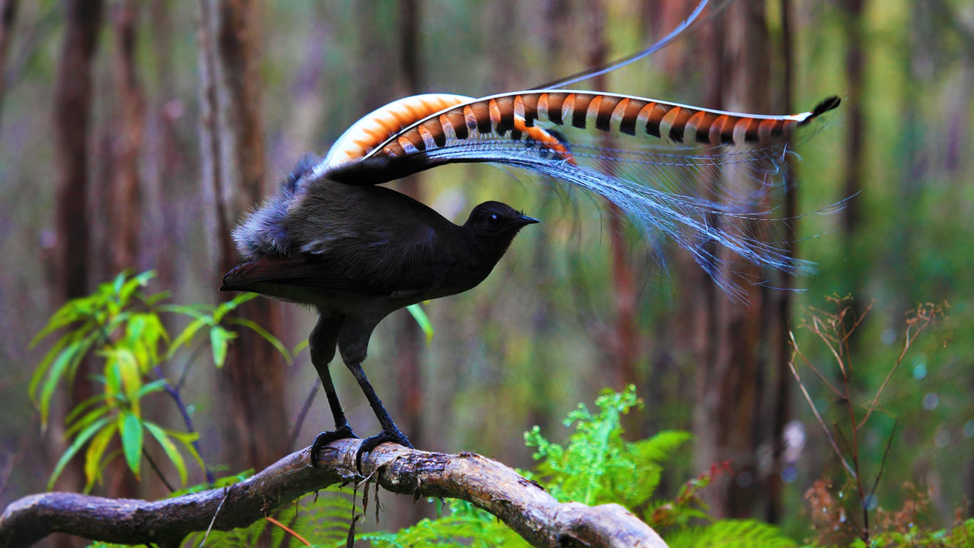 Superb lyrebird in Marysville State Forest, Australia (© Donovan Wilson/500px)(Bing United Kingdom)