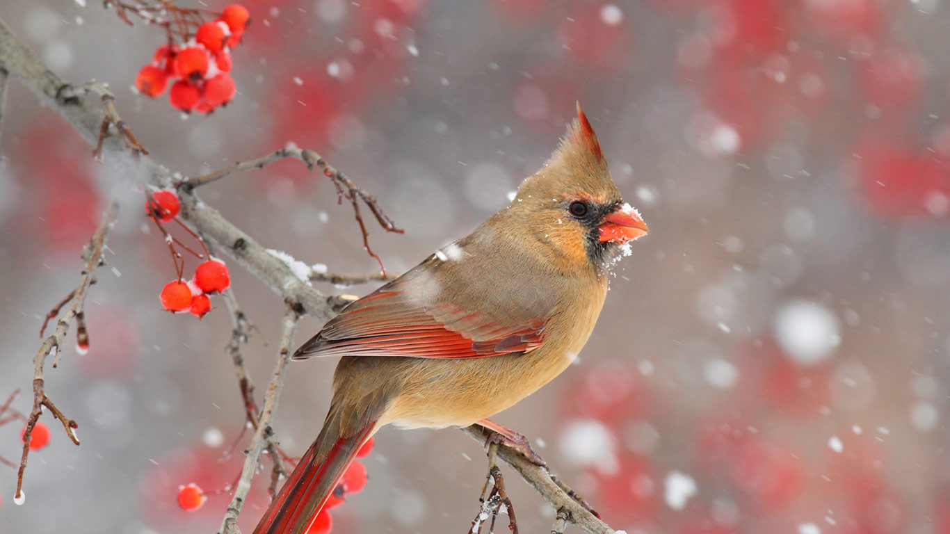 A female northern cardinal (© Matthew Studebaker/Minden Pictures)(Bing Canada)