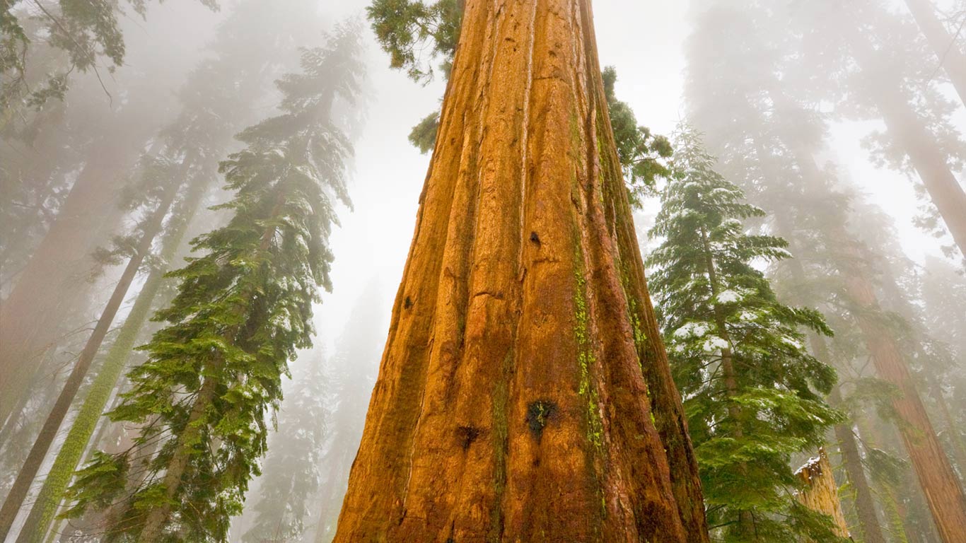 Giant sequoia trees in Sequoia National Park, California, USA. The park turns 128 today. (© Yva Momatiuk and John Eastcott/Minden Pictures)(Bing United Kingdom)