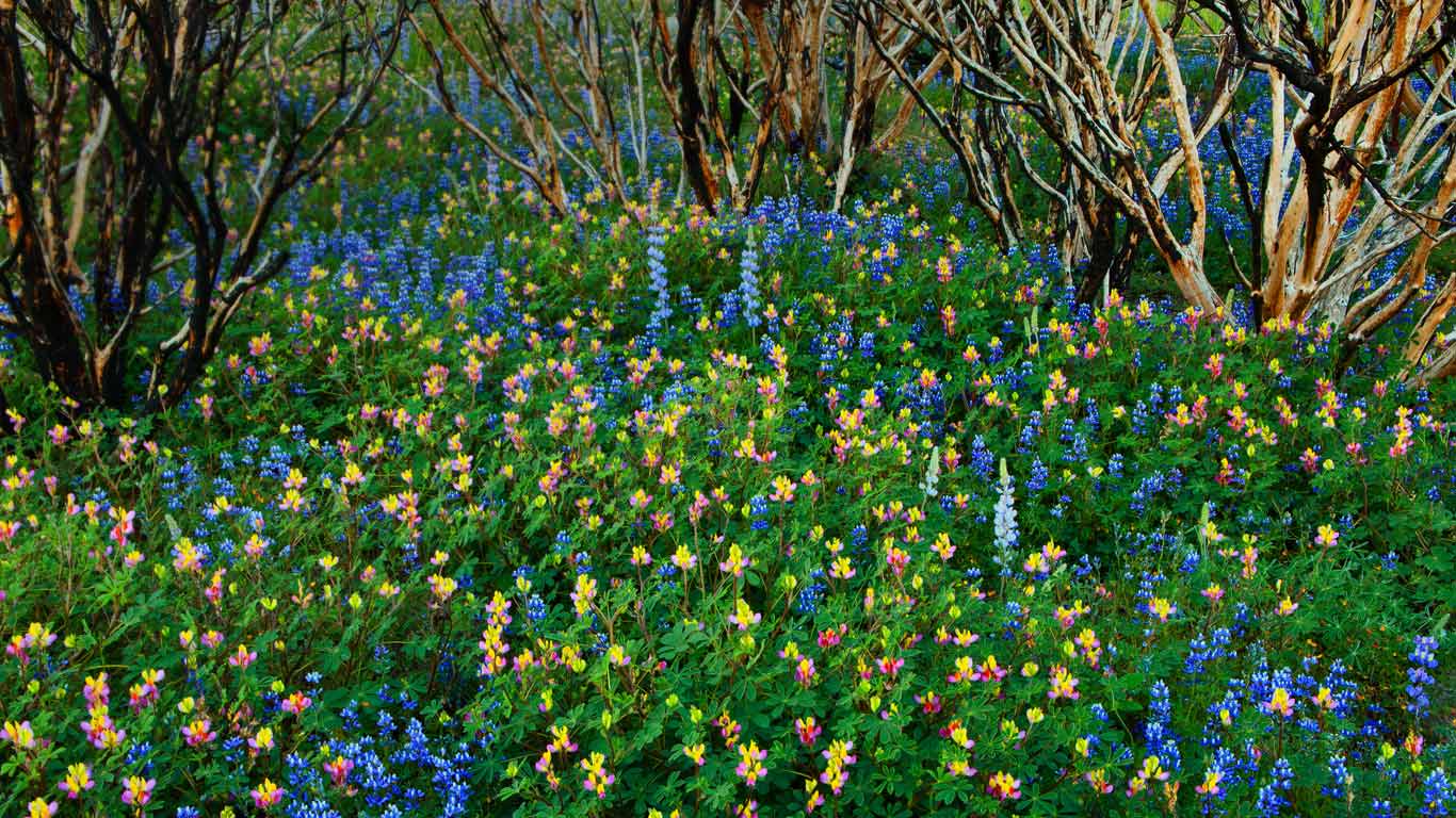 Lupine grows in a burned forest at Yosemite National Park, California (© Robb Hirsch/Tandem Stills + Motion)(Bing United States)