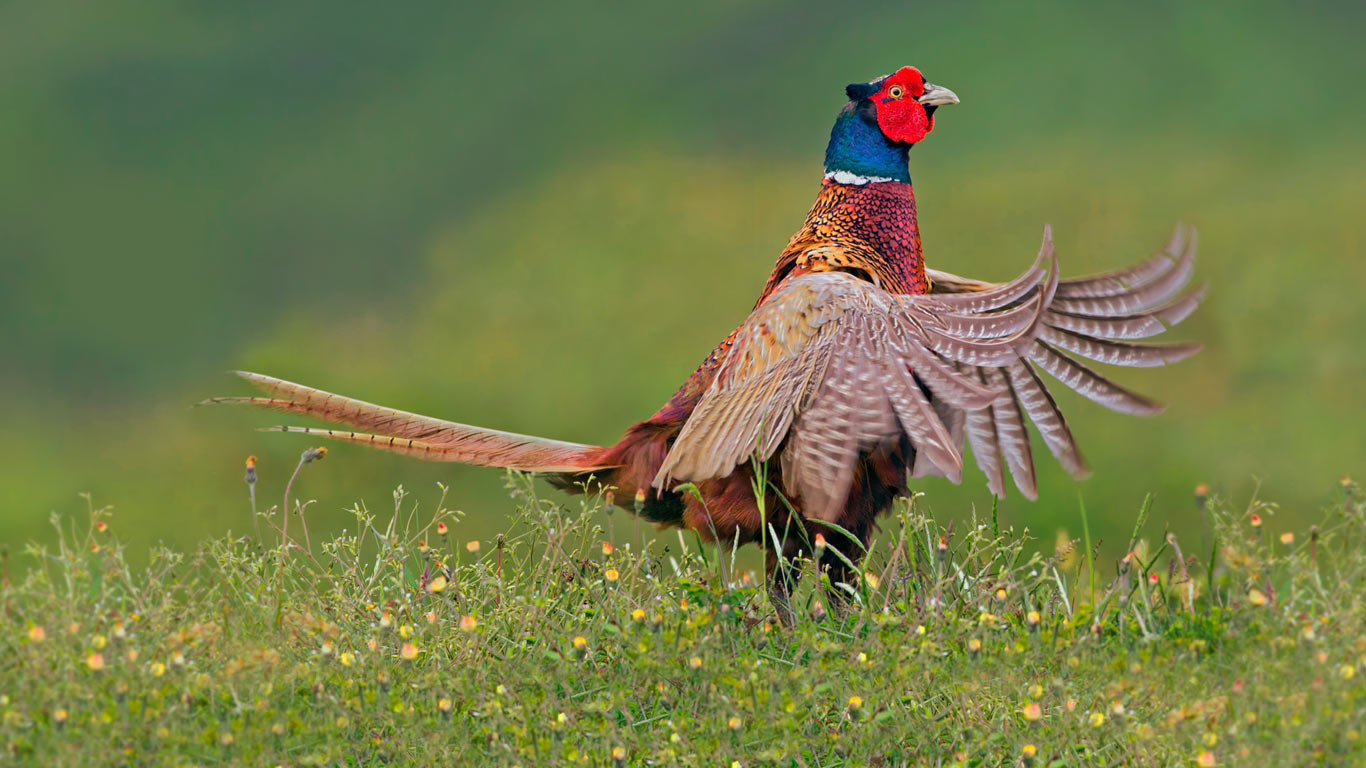 Ring-necked pheasant male, Texel, Netherlands (© Thomas Hinsche/Corbis)(Bing United States)