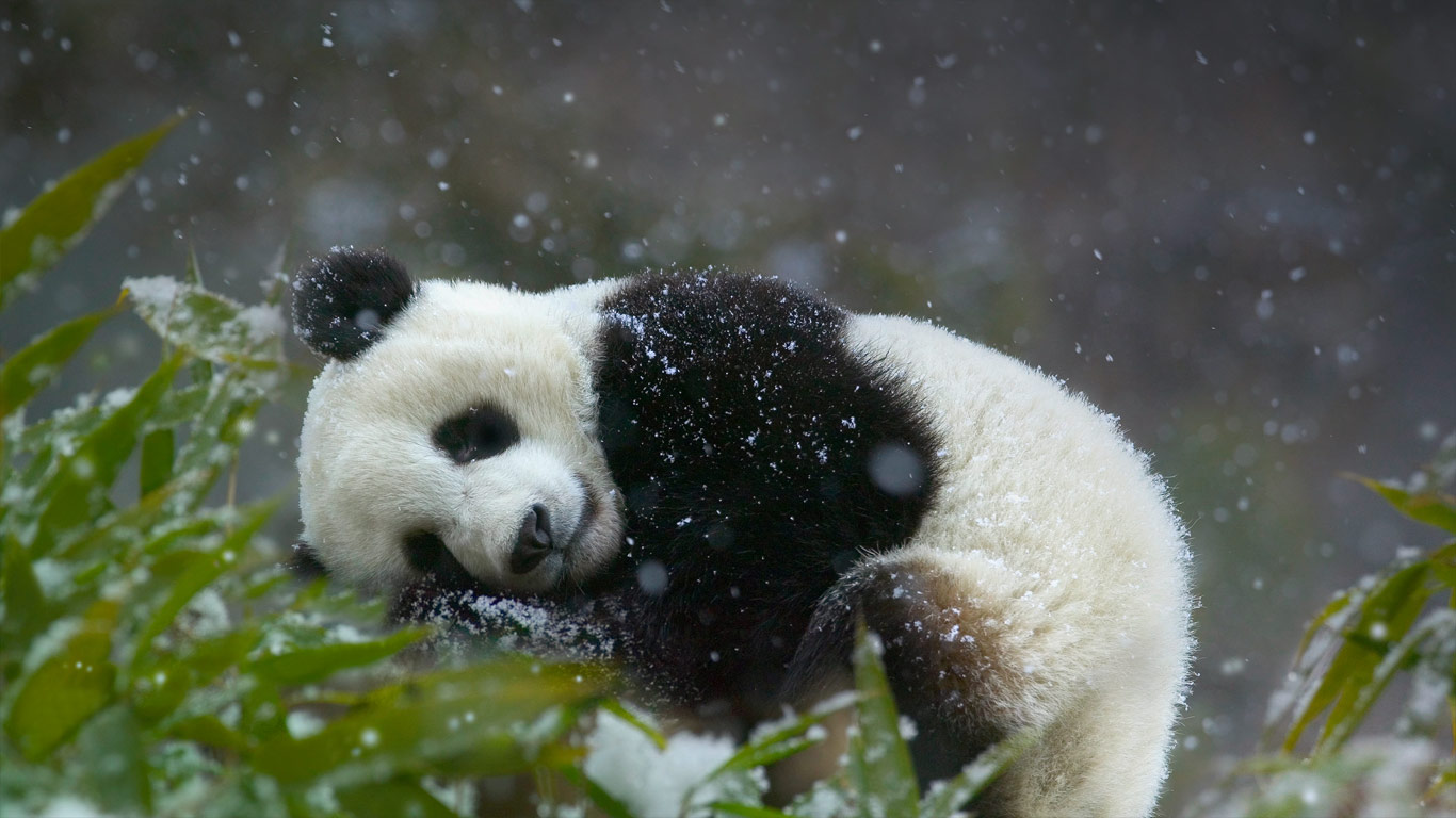 Giant panda cub (Ailuropoda melanoleuca), Wolong National Nature Reserve in Sichuan Province, China (© Keren Su/Corbis)(Bing United Kingdom)