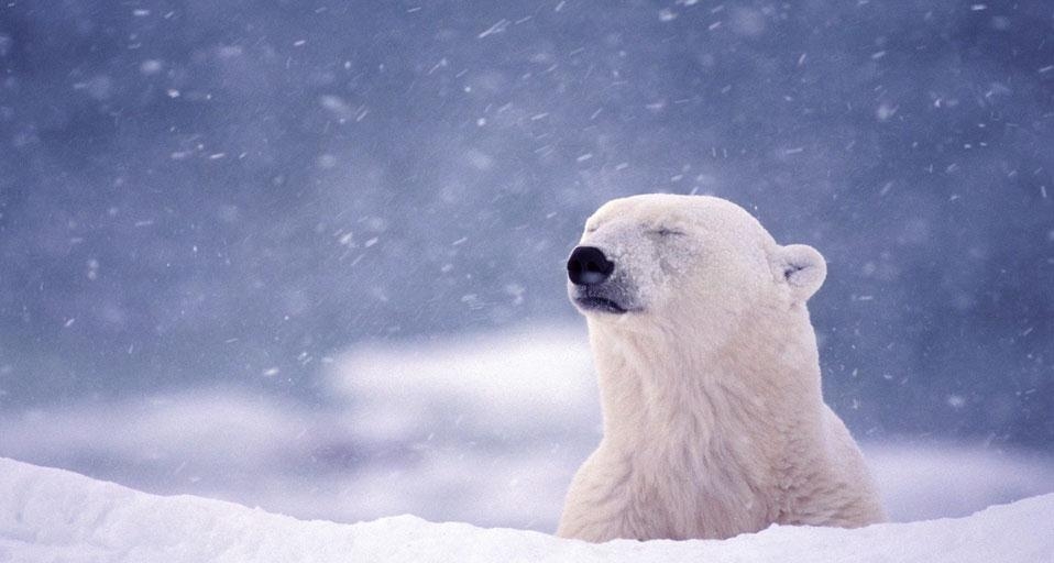 Polar bear near Hudson Bay in Churchill, Manitoba, Canada (© Galen Rowell/Corbis) &copy; (Bing United Kingdom)