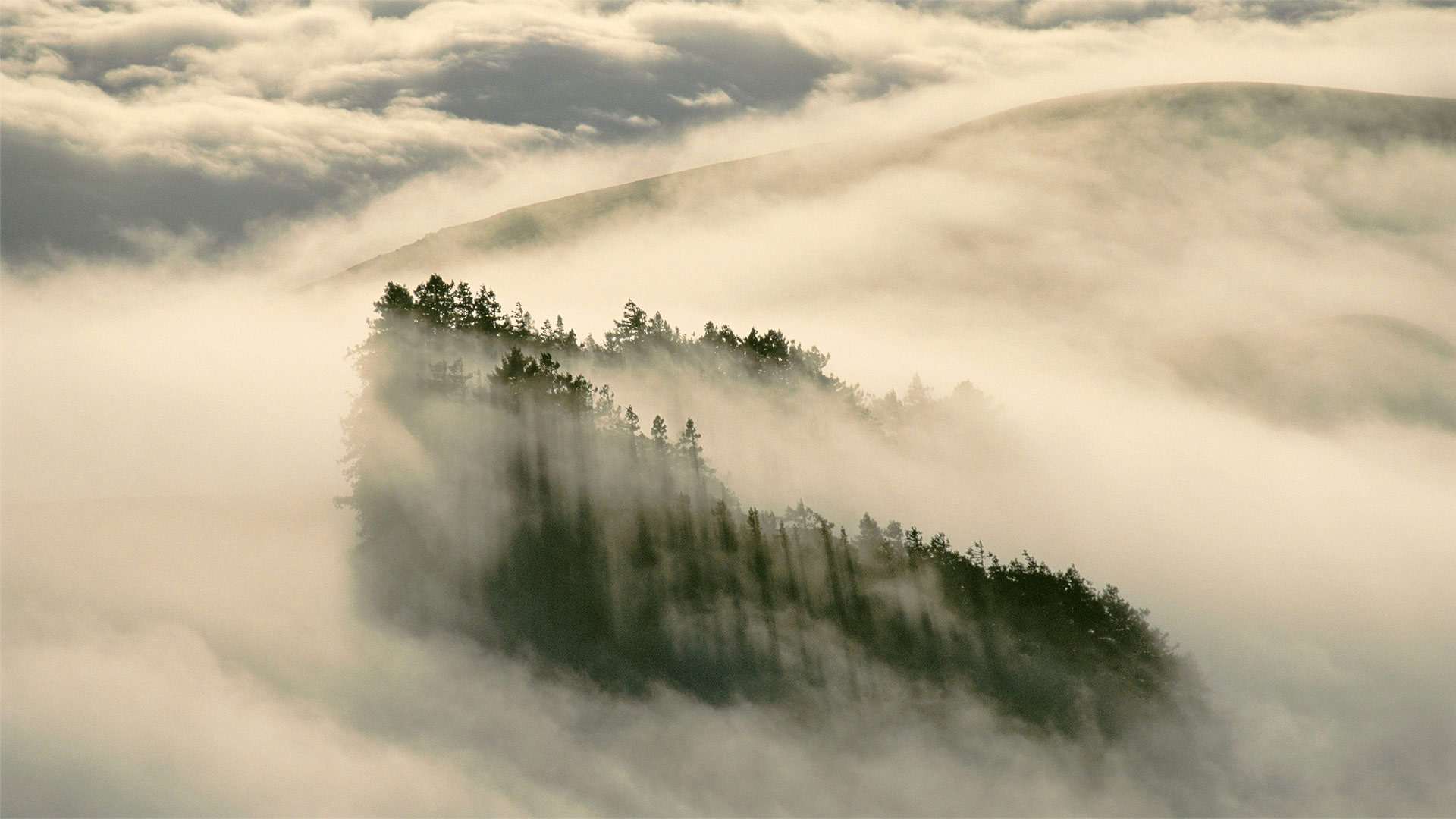 亨利考威尔红杉州立公园中的海岸红杉，加利福尼亚 (© Gallery Stock)(Bing China)