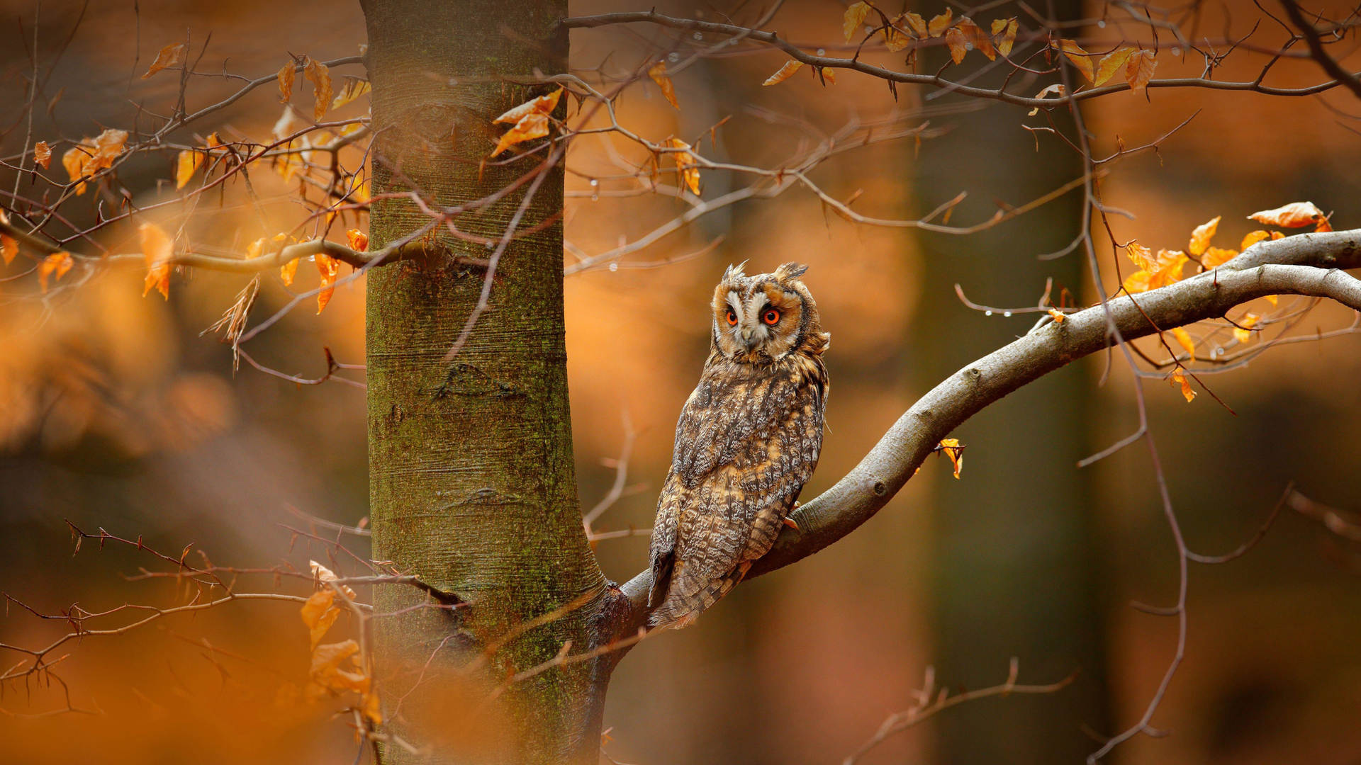 Gufo comune negli altopiani boemo-moravi della Repubblica Ceca (© Ondrej Prosicky/Alamy)(Bing Italia)