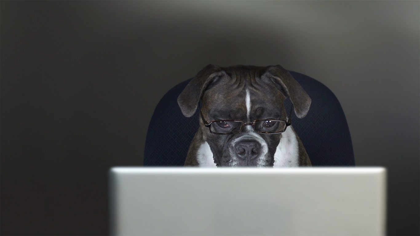 Take your dog to work day (© Getty Images)(Bing Canada)
