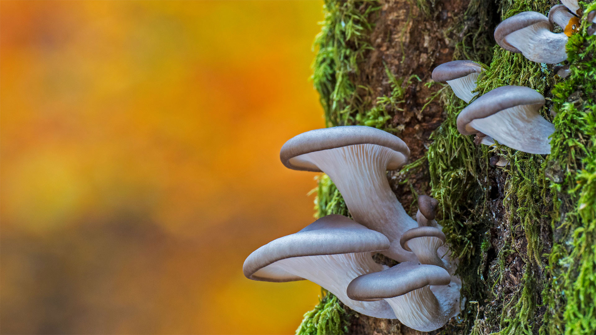 Oyster mushrooms in Belgium (© Philippe Clement/Minden Pictures)(Bing United Kingdom)