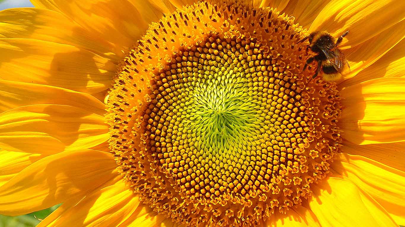 Bumblebee on sunflower near Viechtach, Bavarian Forest, Bavaria, Germany (© Rüdiger Hess/geo-select FotoArt)(Bing United Kingdom)