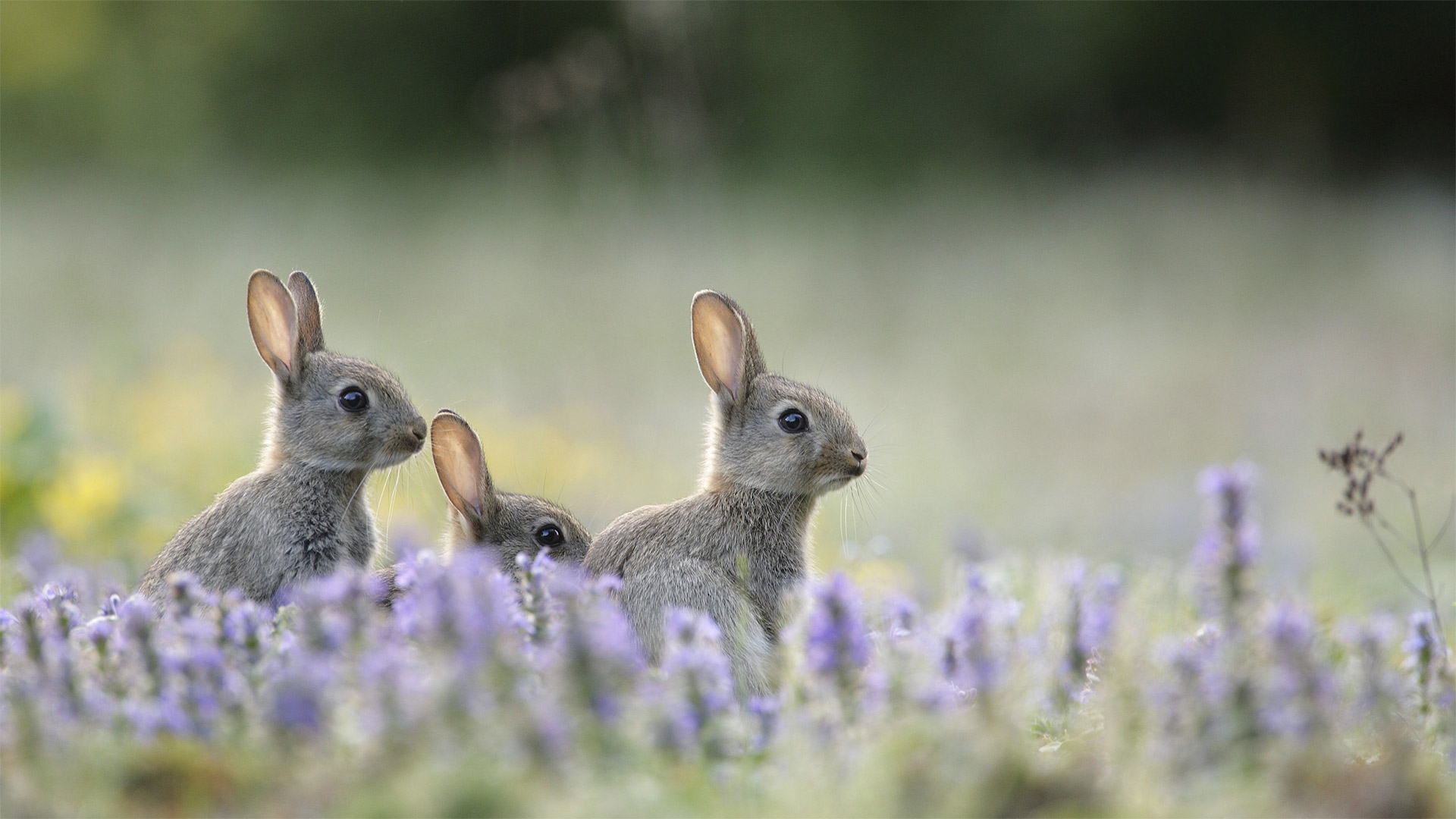 Junge Wildkaninchen (© Remy Courseaux/Minden Pictures)(Bing Deutschland)
