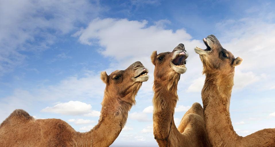 Camels braying at the Pushkar Camel Festival, Pushkar, Rajasthan, India (© John Lund/Stephanie Roeser/Getty Images) &copy; (Bing United Kingdom)