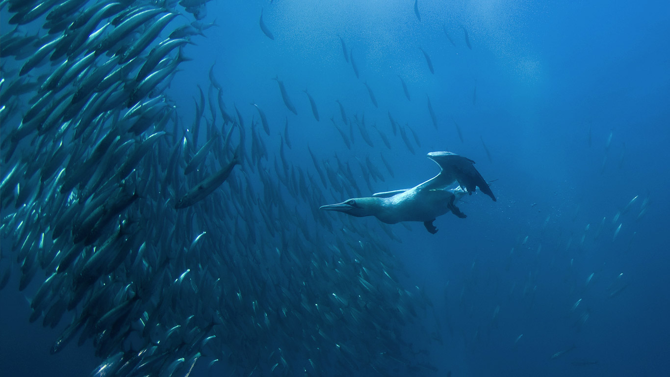 Cape gannet diving for fish off Port St. Johns, Wild Coast, Eastern Cape, South Africa (© FLPA/FLPA/SuperStock)(Bing United Kingdom)