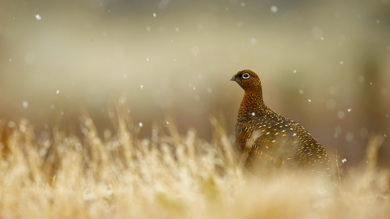 Red grouse in the Scottish Highlands (© Mark Sisson/REX/Shutterstock)(Bing Canada)