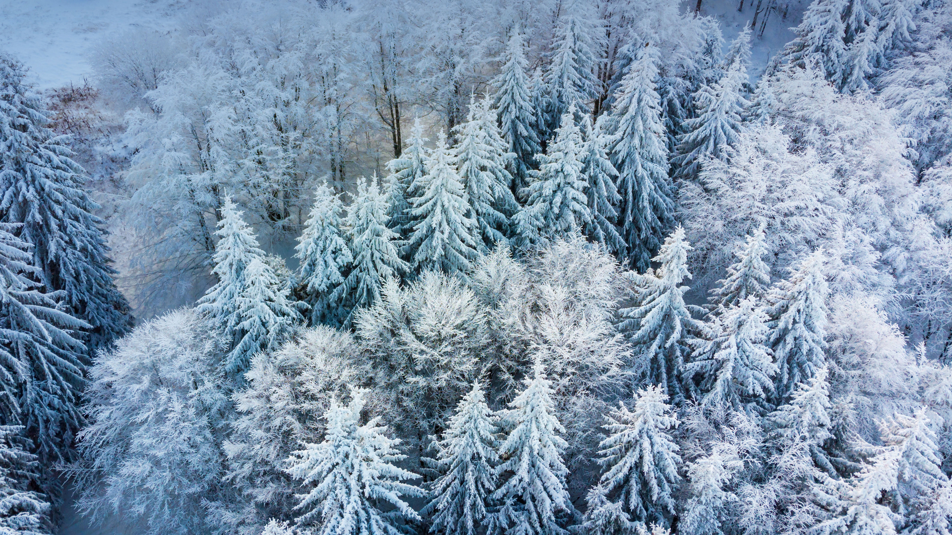 Borovets ski resort, Bulgaria (© Grigor Ivanov/Cavan Images)(Bing New Zealand)