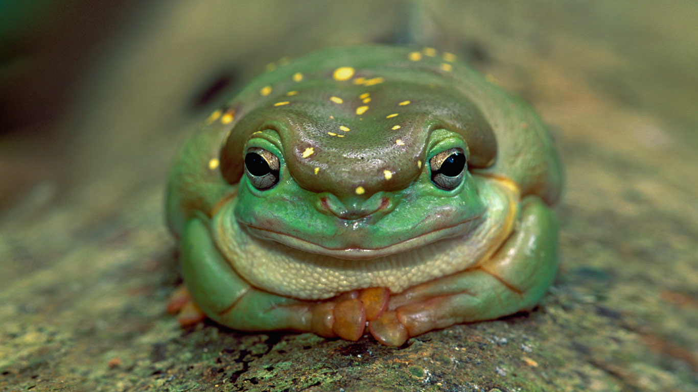 Magnificent tree frog in Drysdale River National Park, Australia (© Thomas Marent/Corbis)(Bing United States)