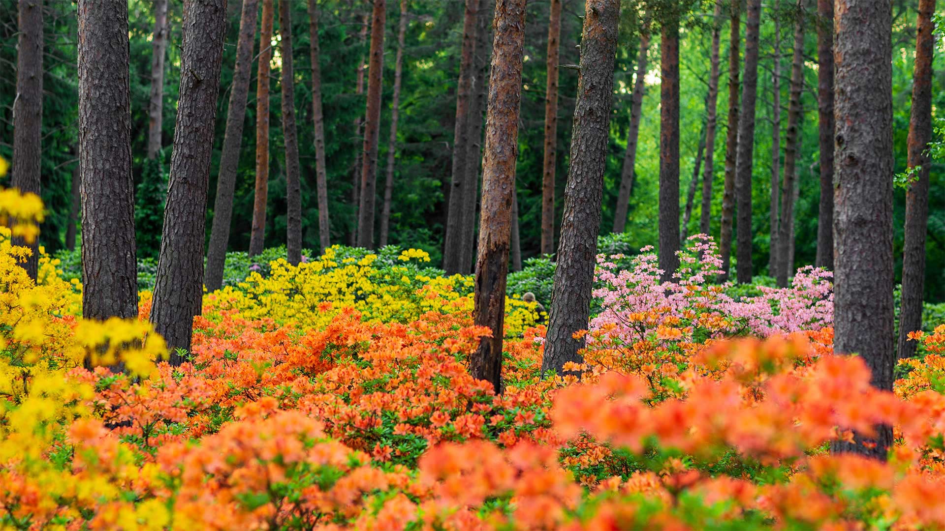 Haaga Rhododendron Park, Helsinki, Finland (© Samuli Vainionpää/Getty Images)(Bing United Kingdom)