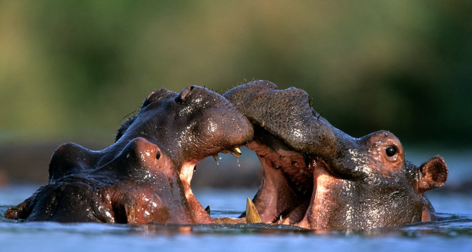 Hippopotamus males fighting in Kruger National Park, South Africa (© Nigel Dennis/Gallo Images/Getty Images) &copy; (Bing United Kingdom)