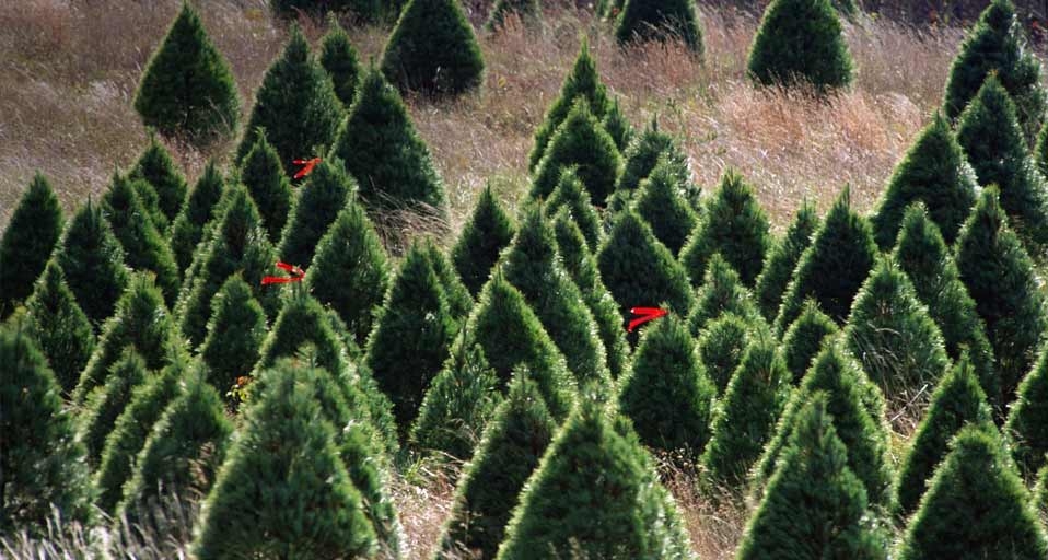 Christmas tree farm (© Ocean/Corbis) &copy; (Bing United Kingdom)