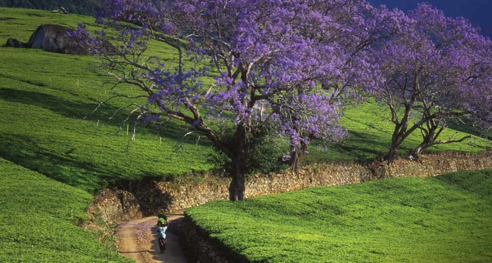 Woman walking down road past Jacaranda trees in Malawi, Africa -- Ian Cumming/age fotostock &copy; (Bing United Kingdom)