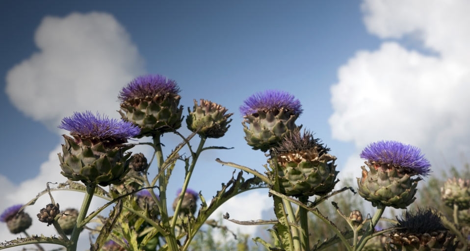 Thistle, Island of Iona, Scotland (© John Short/Age Fotostock) &copy; (Bing United Kingdom)