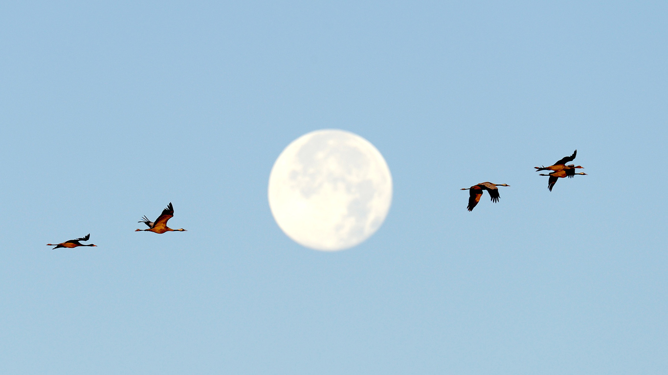 ｢満月とクロヅル｣ドイツ, メクレンブルク＝フォアポンメルン州 (© Anagramm/Getty Images)(Bing Japan)