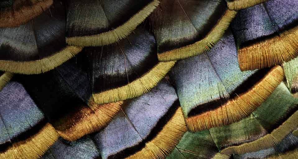 Feather of an Oscillated Turkey -- Darrell Gulin/Getty Images &copy; (Bing Canada)