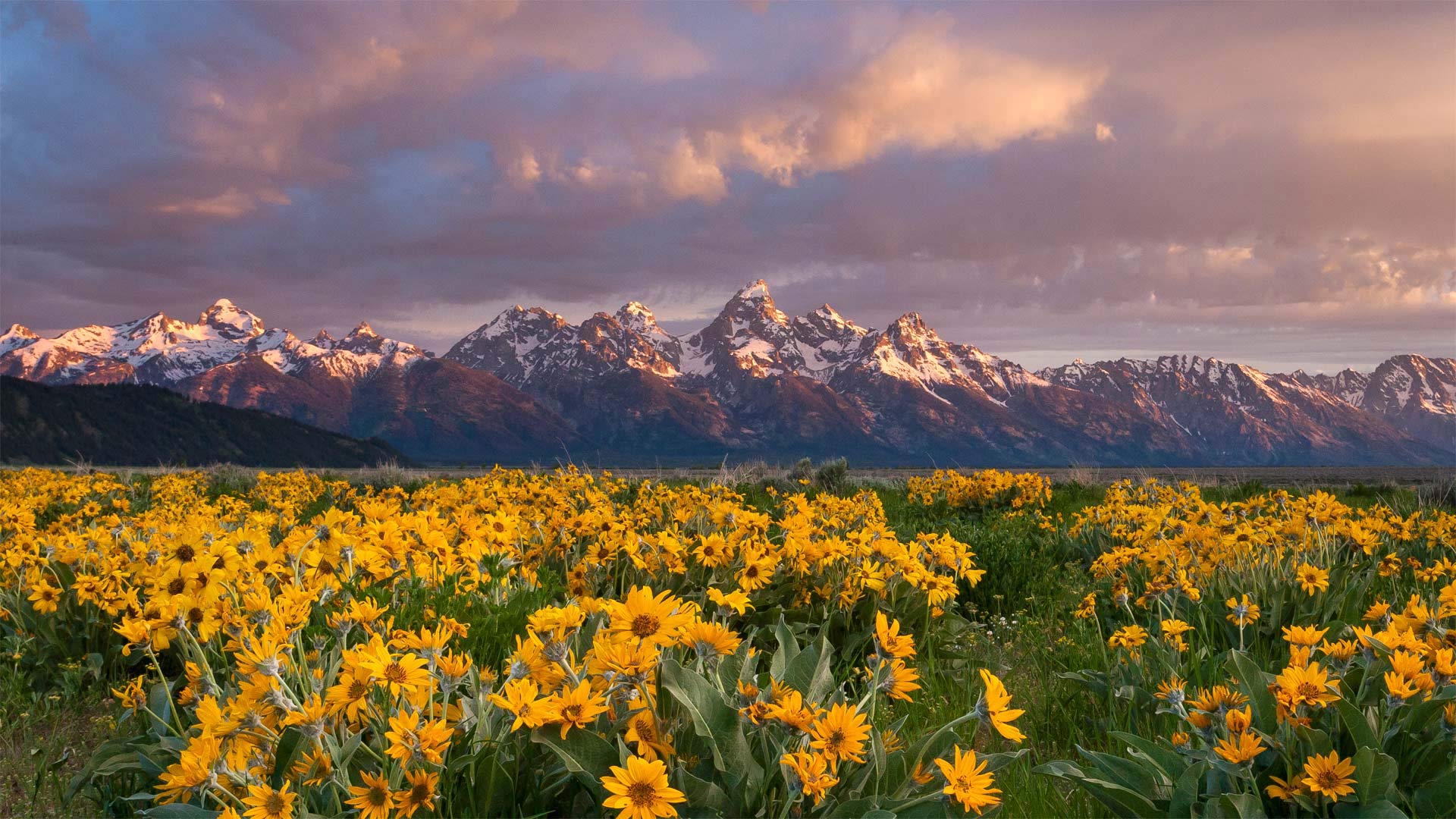 Balsamroot wildflowers bloom below the Teton Mountains in Grand Teton National Park, Wyoming, USA (© Mike Cavaroc/Tandem Stills + Motion)(Bing United Kingdom)