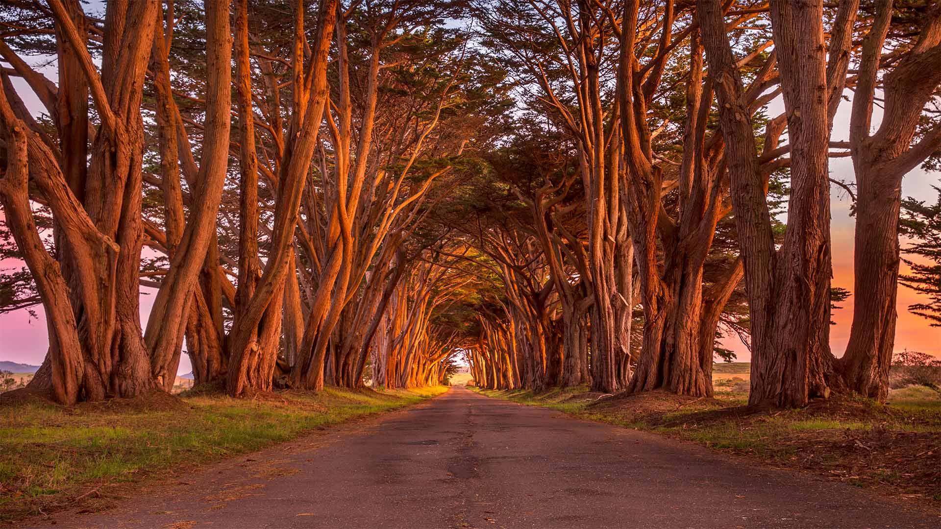 Zypressen im Küstenschutzgebiet Point Reyes, Kalifornien, USA (© Spondylolithesis/Getty Images)(Bing Deutschland)
