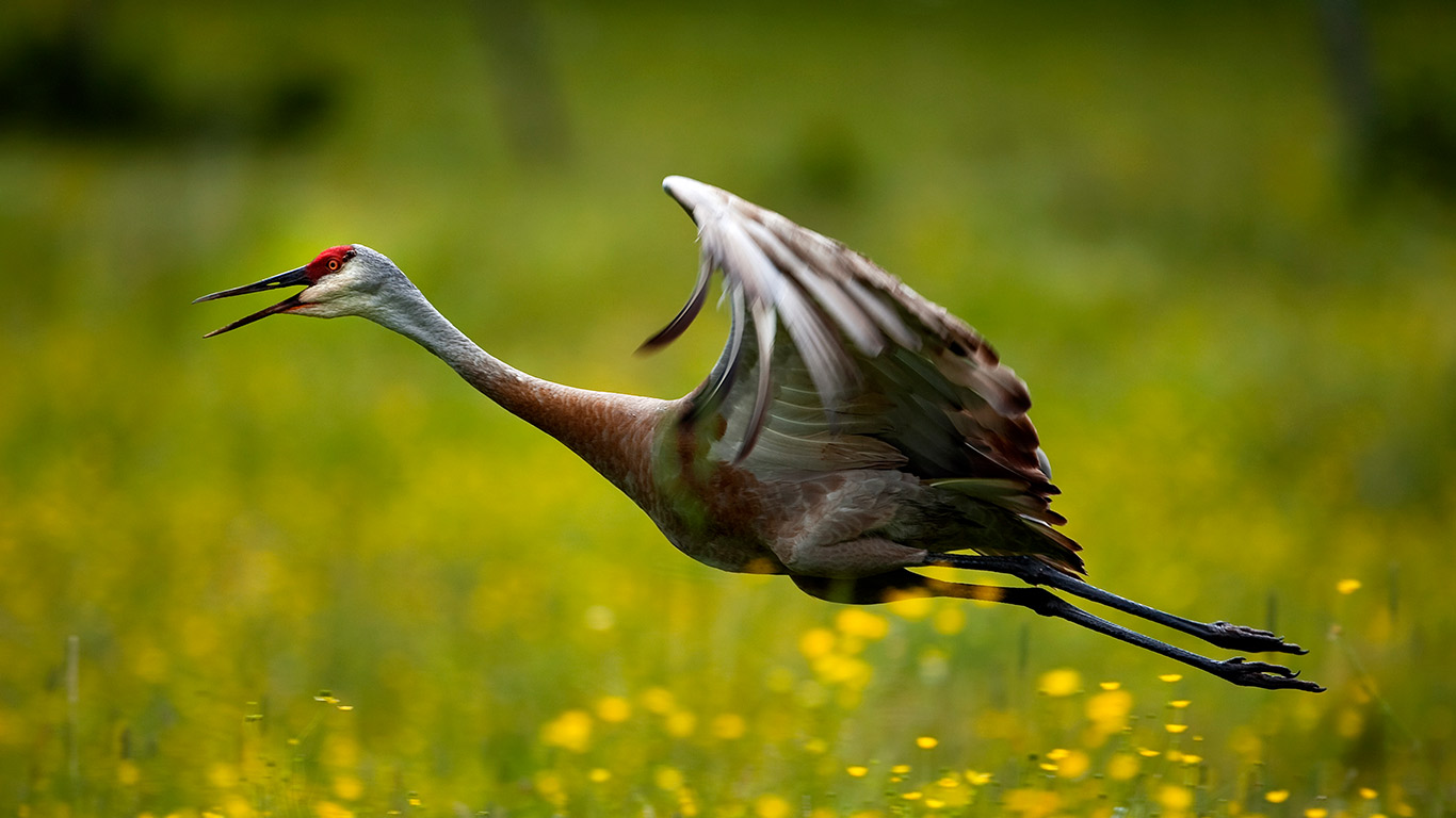 Sandhill Crane during summer around Thessalon, Ont. (© Tom Lynn/Aurora Photos)(Bing Canada)