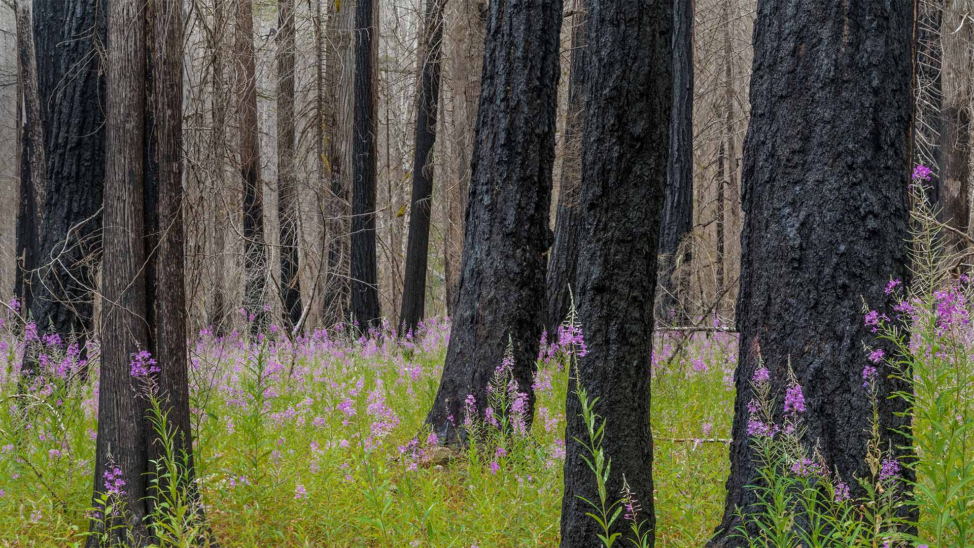Fireweed in North Cascades National Park in Washington state (© Danita Delimont/Getty Images)(Bing Canada)