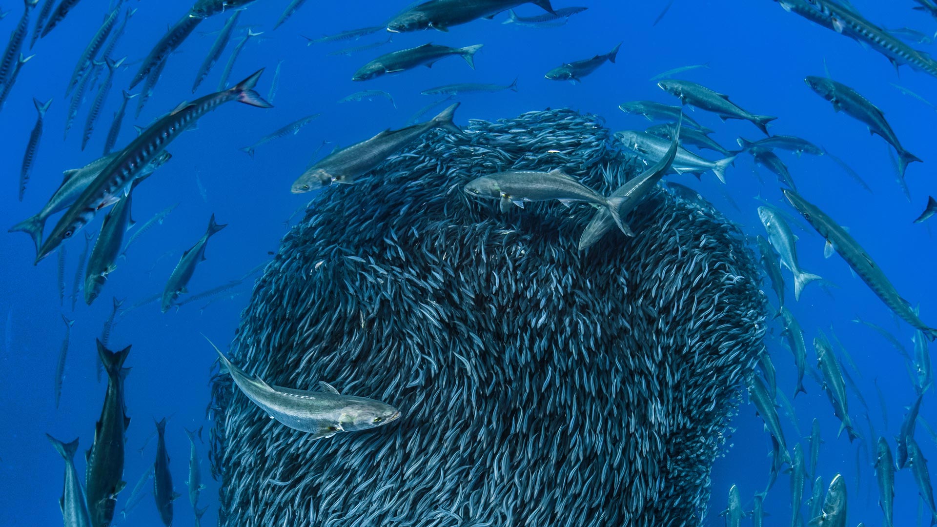 ｢ベイト・ボール｣ポルトガル, アゾレス諸島 (© Jordi Chias/Minden Pictures)(Bing Japan)