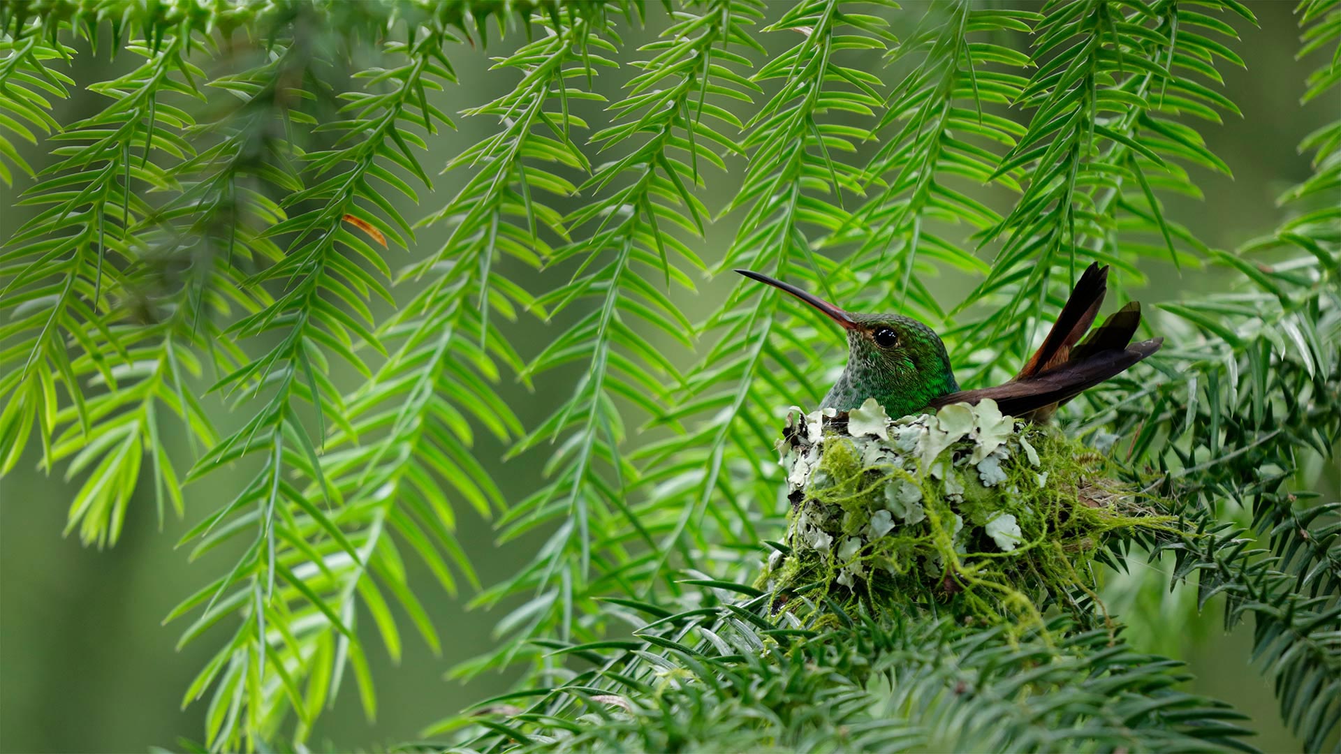 A rufous-tailed hummingbird in Costa Rica (© Juan Carlos Vindas/Getty Images)(Bing United Kingdom)