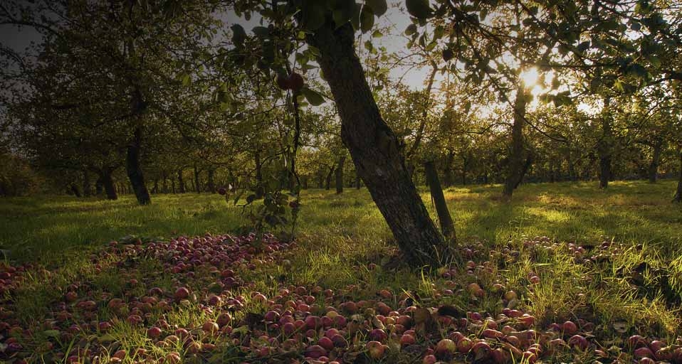 Ripe cider apples on the ground in Stewley Orchard, near Taunton, Somerset, England. © Neil Phillips/Cephas Picture Library/Photolibrary &copy; (Bing United Kingdom)