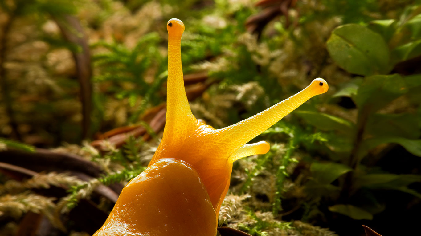 Banana slug in Prairie Creek Redwoods State Park, California, USA (© Michael Nichols/Getty Images)(Bing United Kingdom)