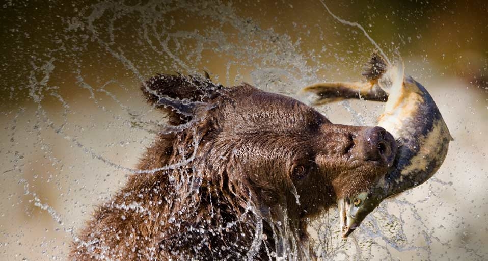Grizzly Bear catching spawning salmon from a stream at Kinak Bay, Katmai National Park and Preserve, Alaska -- Paul Souders/Corbis &copy; (Bing Canada)