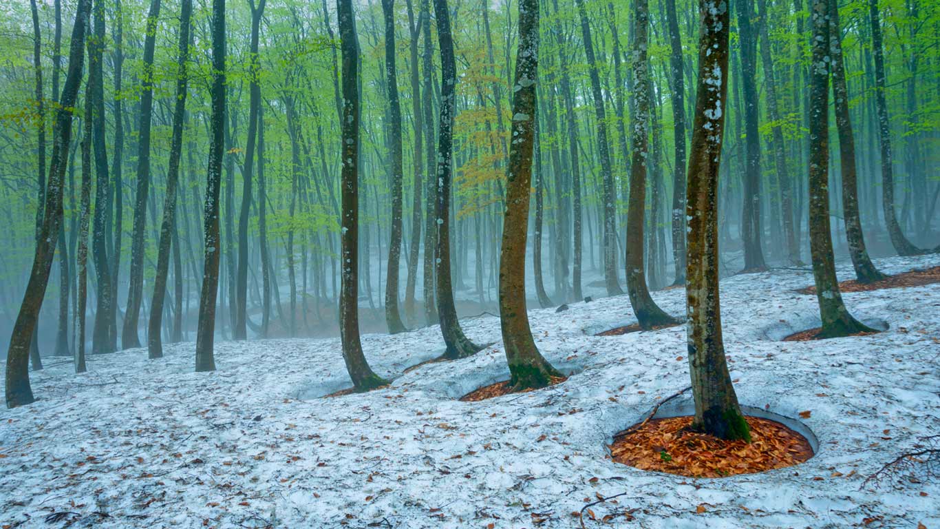 Beech forest near Tokamachi, Japan (© JTB Photo/age fotostock)(Bing Canada)