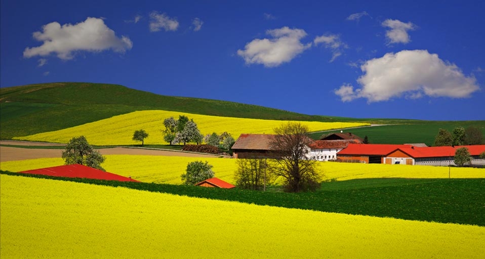 Fields of blooming brassica napus plant near Ried, Austria – Walter Geiersperger/Corbis &copy; (Bing United Kingdom)
