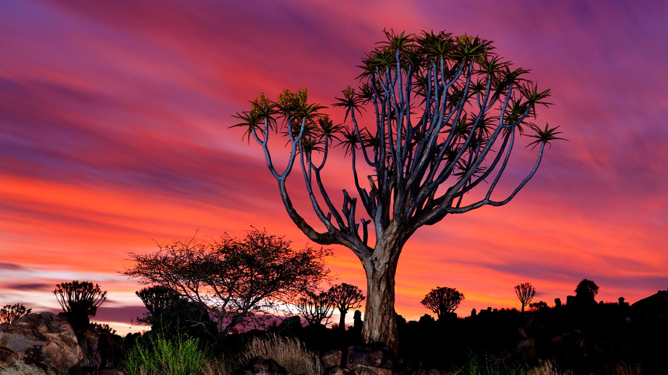 The Quiver Tree Forest near Keetmanshoop, Namibia (© Barry Lewis/Corbis)(Bing United Kingdom)