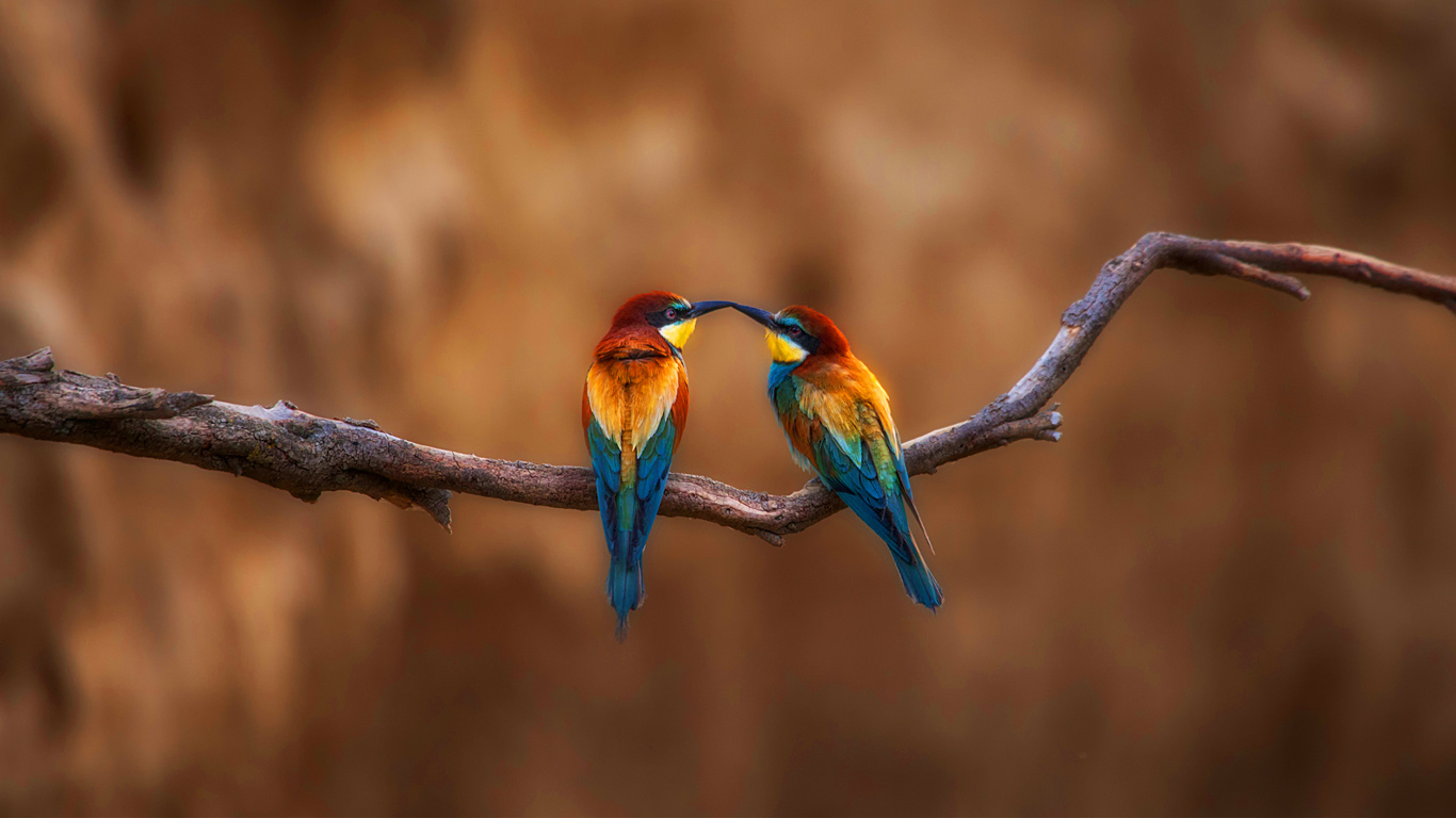 两只小鸟在树枝上休息 (© Alfredo Piedrafita/RooM/Getty Images)(Bing China)
