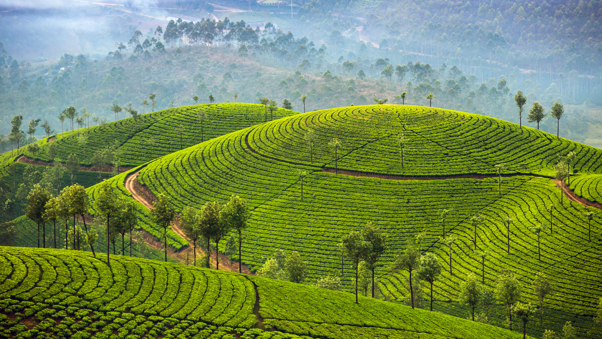 慕纳尔的茶园，印度喀拉拉邦 (© Mazur Travel/Shutterstock)(Bing China)