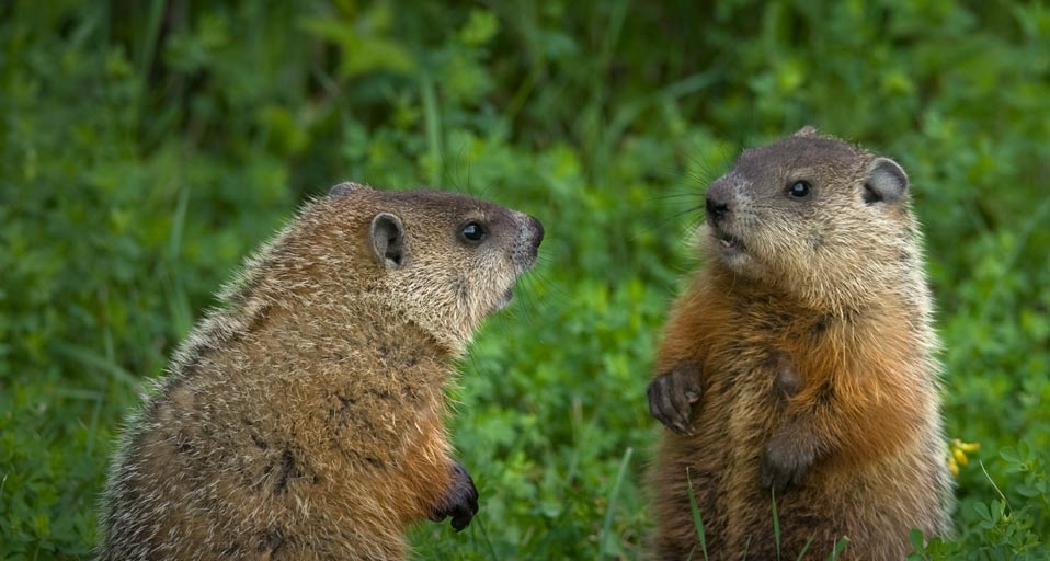 Groundhog siblings in a green meadow near Ontario, Canada -- Stephen J. Krasemann/Corbis &copy; (Bing United Kingdom)