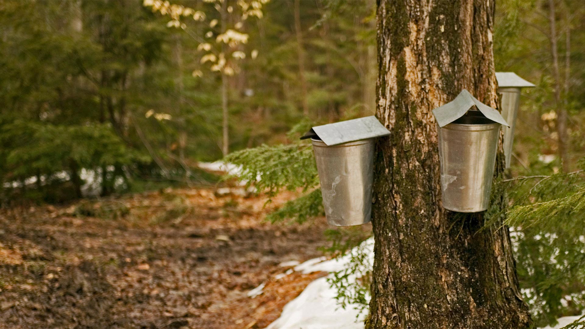 Sap-collecting buckets in Brome-Missisquoi, Quebec (© Roderick Chen/SuperStock)(Bing Canada)