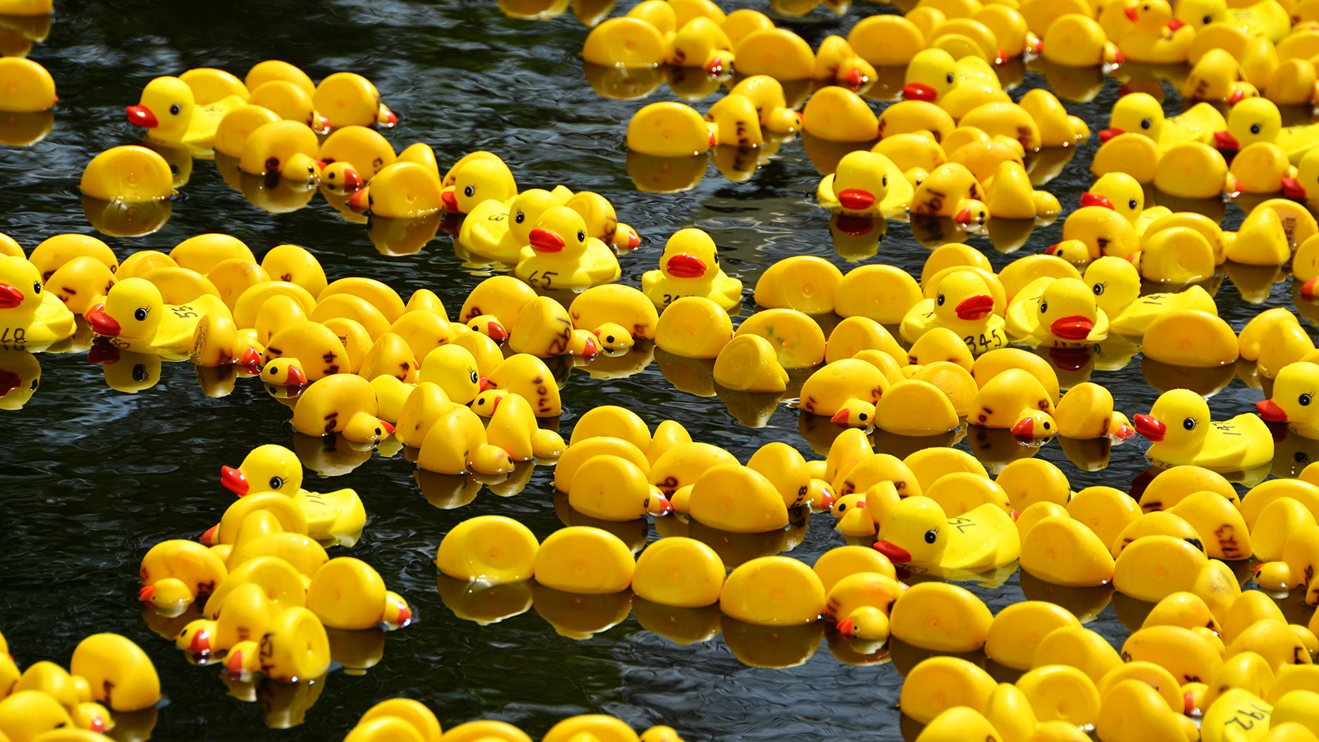Rubber duck race for Boxing Day  (© Jessica Lynn Culver/Getty Images)(Bing United Kingdom)
