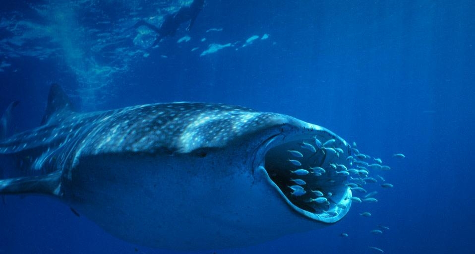 Whale Shark (Rhincodon typus) near Ningaloo Reef, Indian Ocean, Australia (© Franco Banfi/WaterFrame/Getty Images) &copy; (Bing United Kingdom)